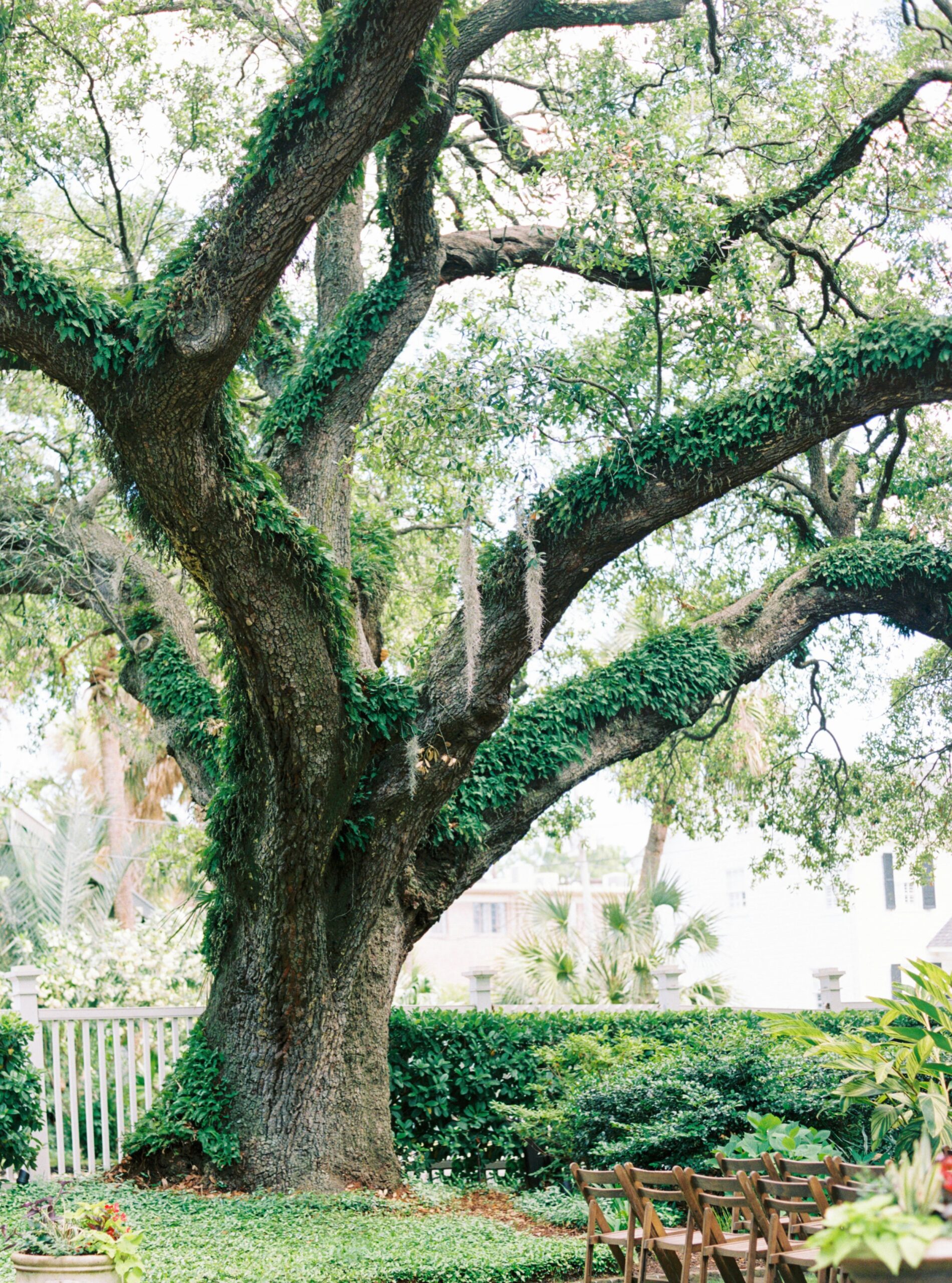 live oak tree with resurrection ferns at Governor Thomas Bennett House. Spring wedding in downtown Charleston.