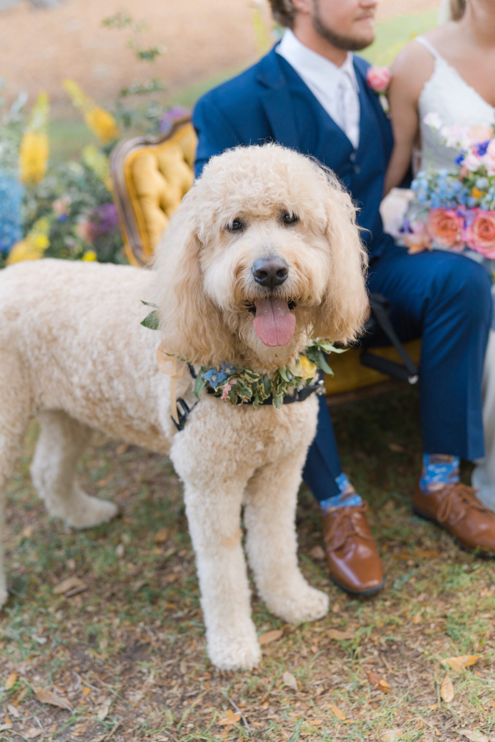 golden doodle in flower crown with tongue out