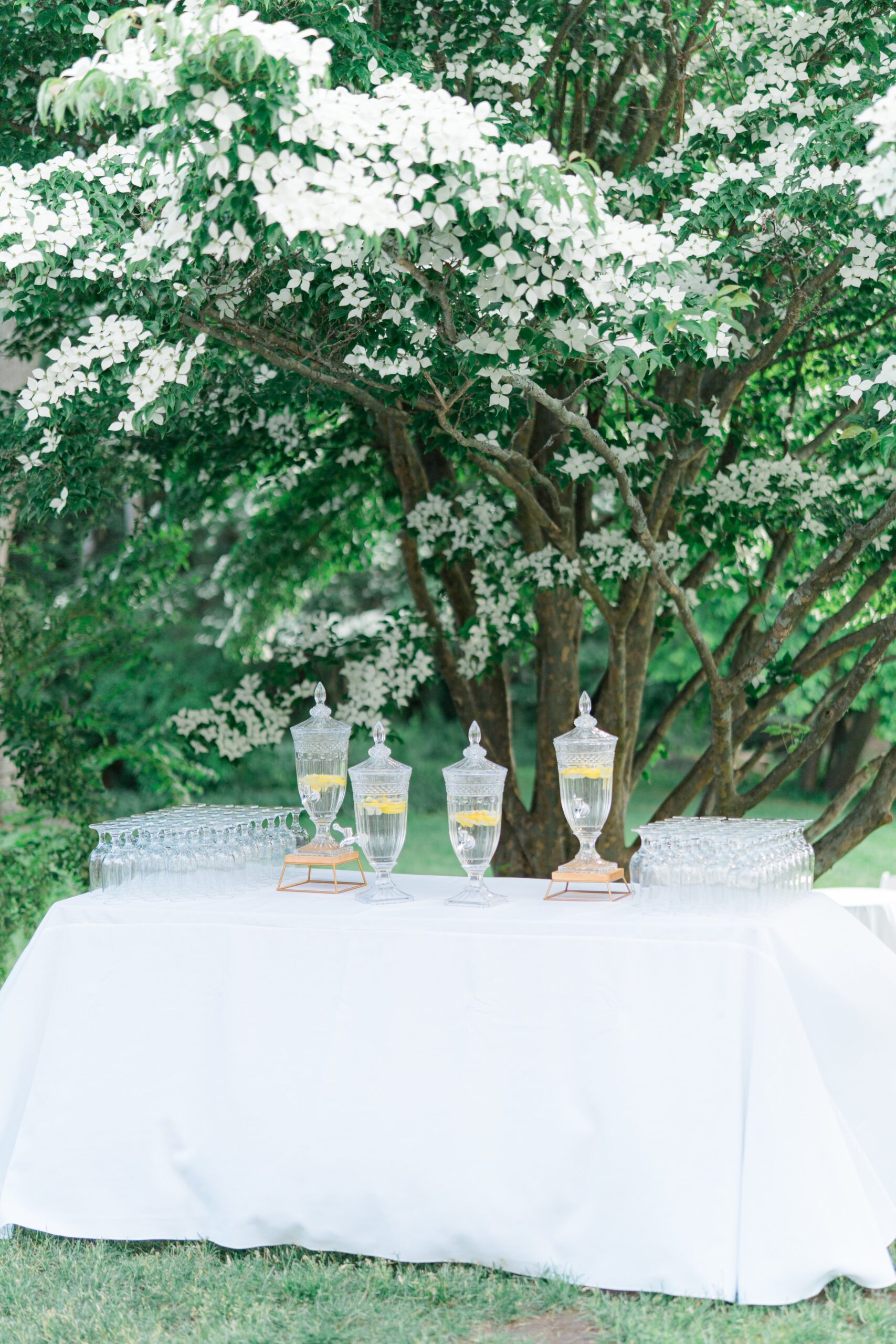 Water station with blooming white flower tree with elegant glass pitchers filled with lemons. Boston wedding photographer.