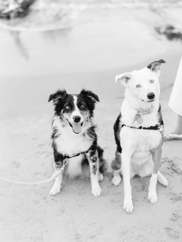Dogs on the beach. Black and white film photo.