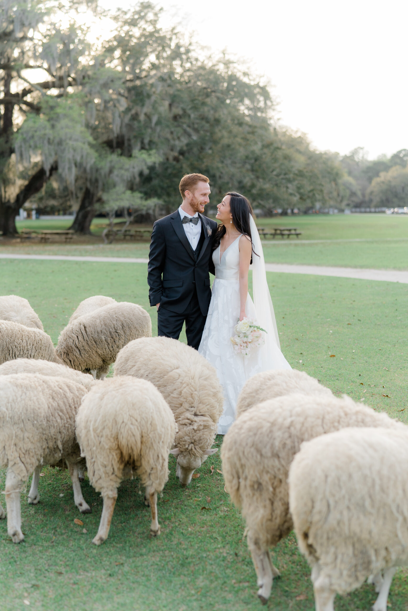Bride and groom with the sheep at Middleton Place. 