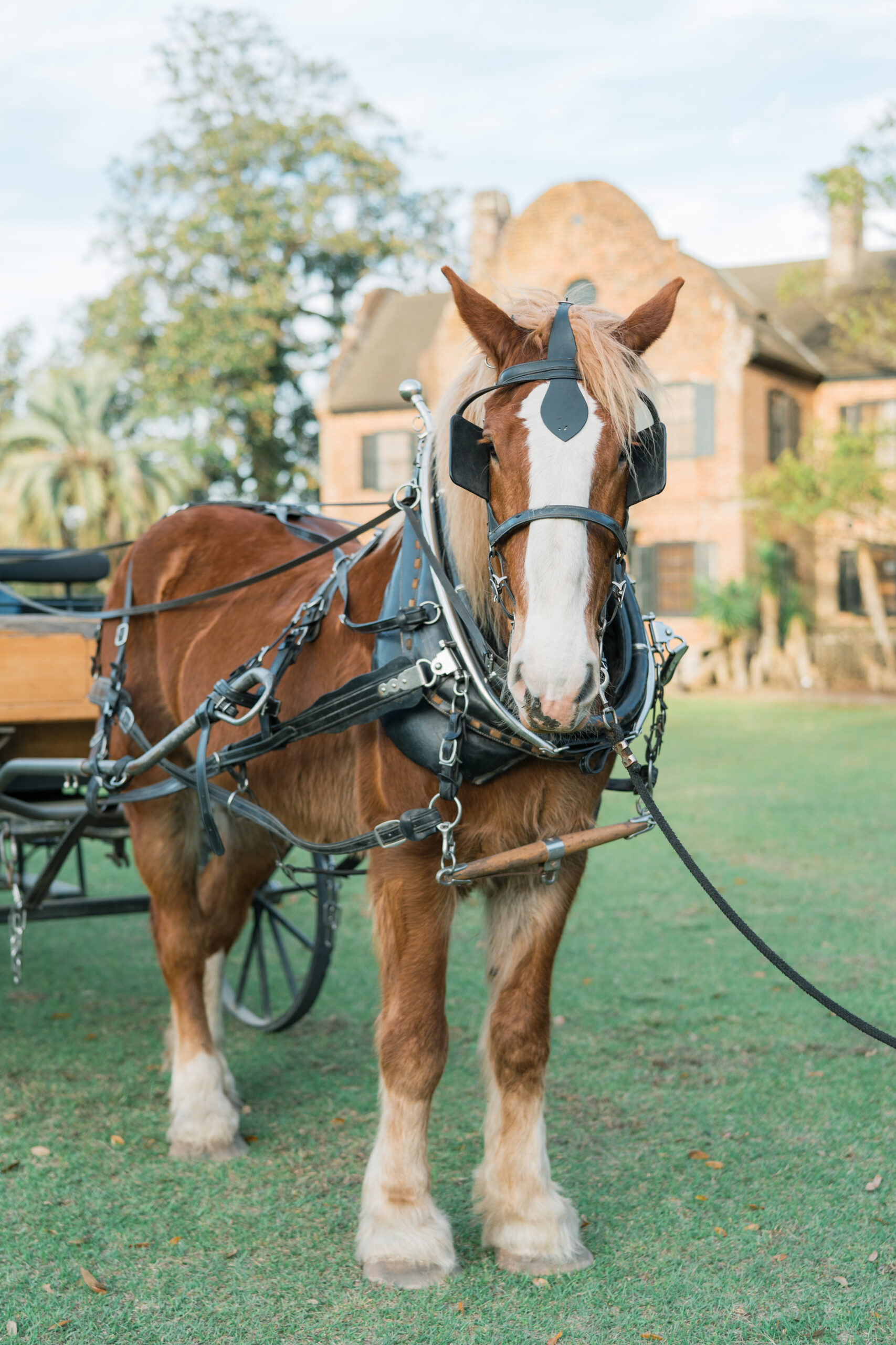 Horse and carriage after wedding ceremony. Charleston destination wedding. 