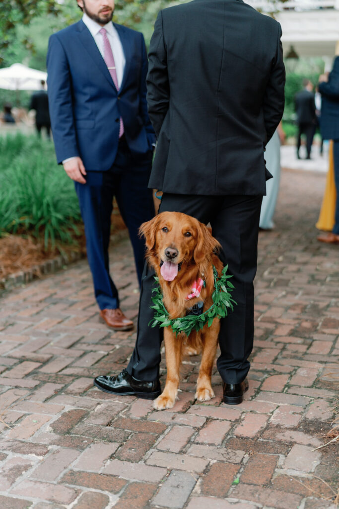 Bride and groom's dog with greenery collar. 