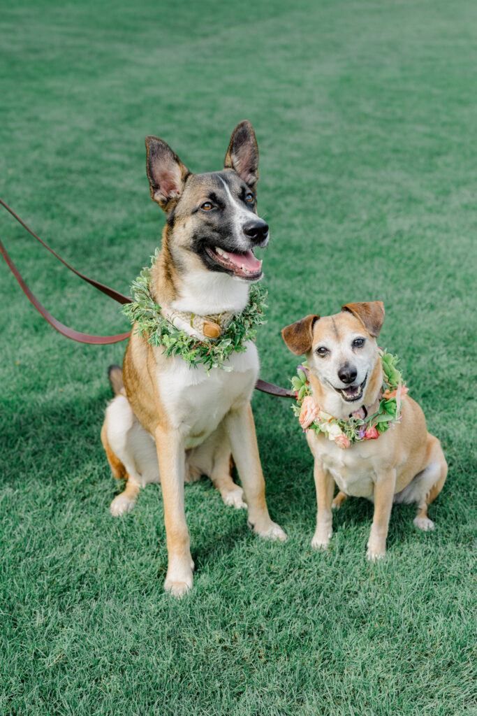 Dogs dressed up in flower crowns for their owners wedding day. 