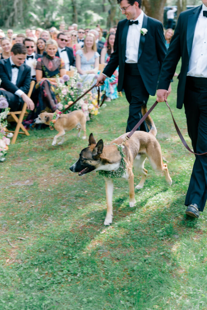 Spring Island wedding ceremony. Dogs walking up the aisle. 