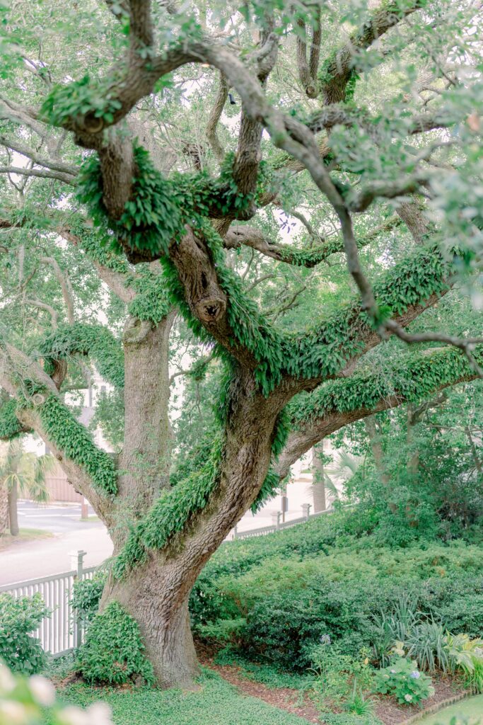 Live oak in the garden at Thomas Bennett House covered in resurrection ferns. Green fluffy tree. 