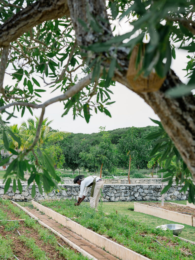 Worker picks fresh herbs for wedding welcome dinner at the farm. Farm to table welcome dinner at little island hotels. Bahamas wedding.